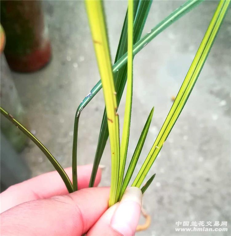 刚下山龙根连苗蕙兰丝中透 - 中国兰花交易网