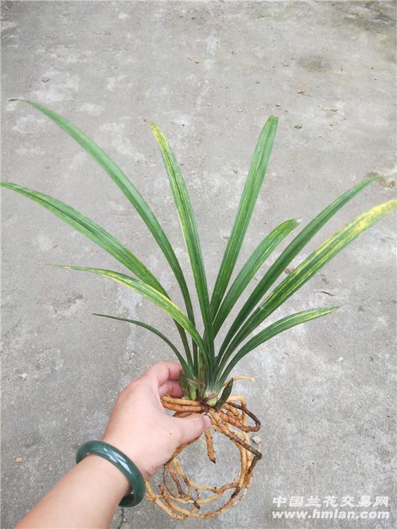 富贵金龙2苗4花 - 中国兰花交易网