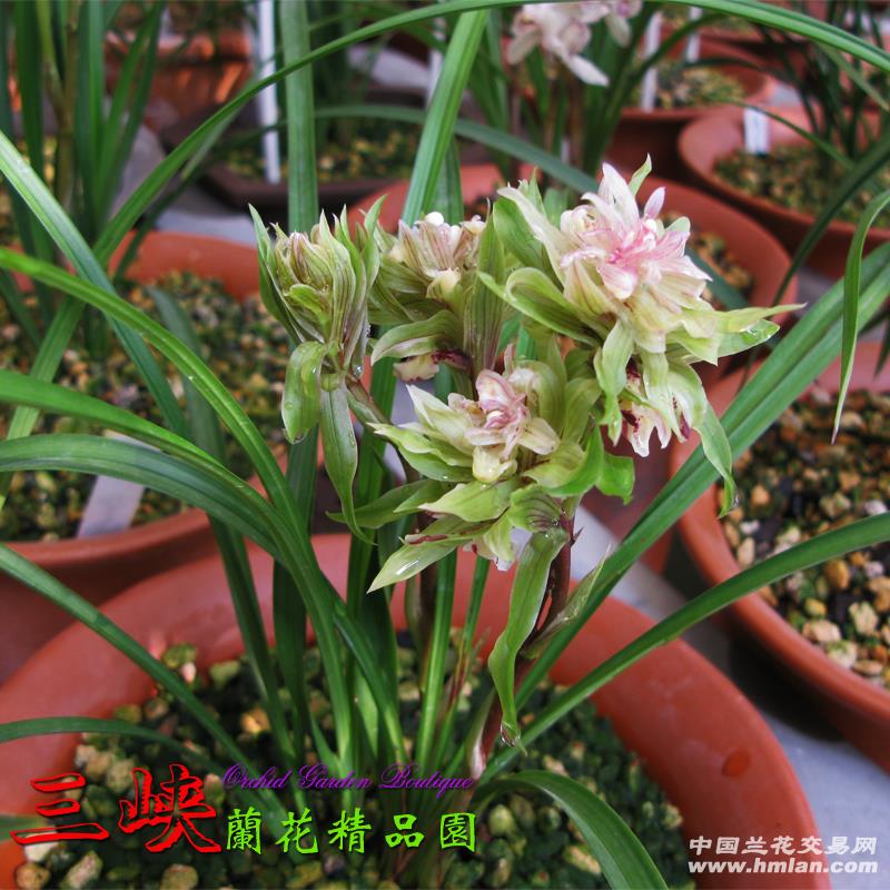 分盆后垄原种神州奇蝶 新品红花0拍引种 中国兰花交易网