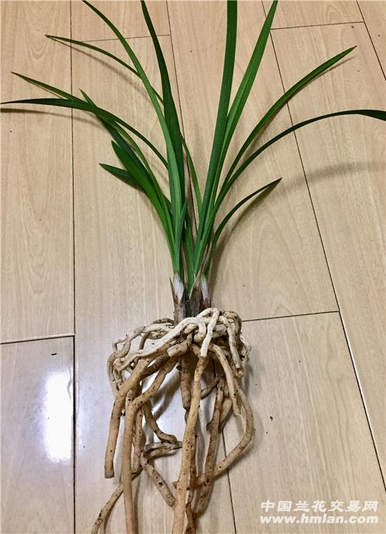 春名品梦圆(罗荷瓣)4壮苗带花苞