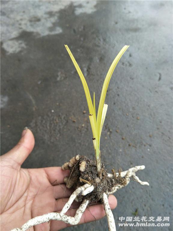龙根下山蕙兰黄金色幽灵草 - 中国兰花交易网