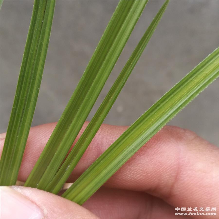 所有分类 下山新品 蕙兰 线艺 下山青蓝线(先明后暗)  2 竞拍成交后,3