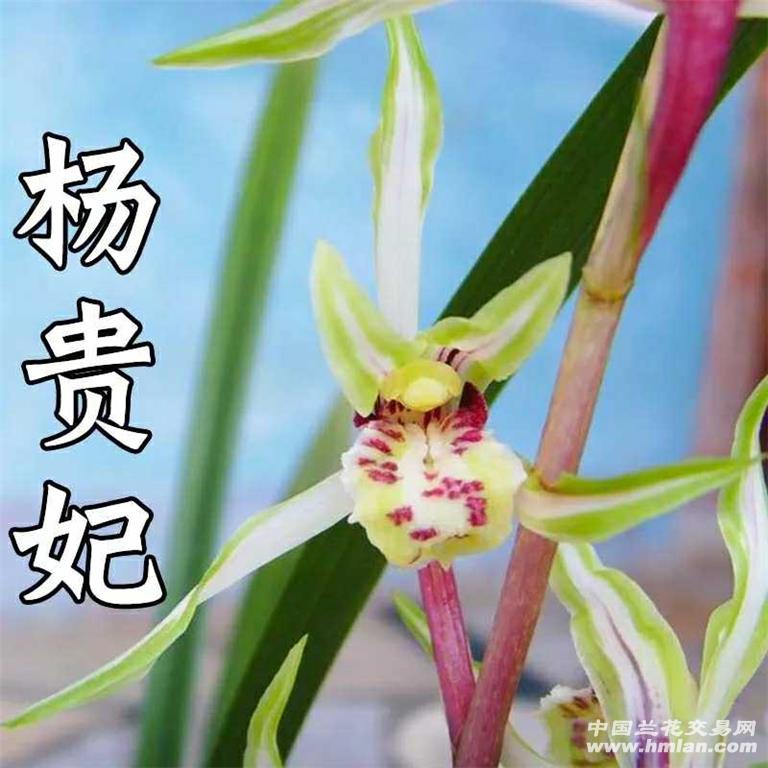 杨贵妃 寒兰复色花 前陇2壮苗带1花苞