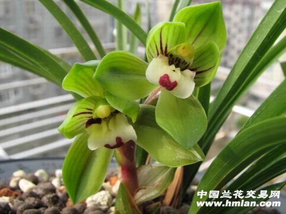 端秀荷 中国兰花交易网