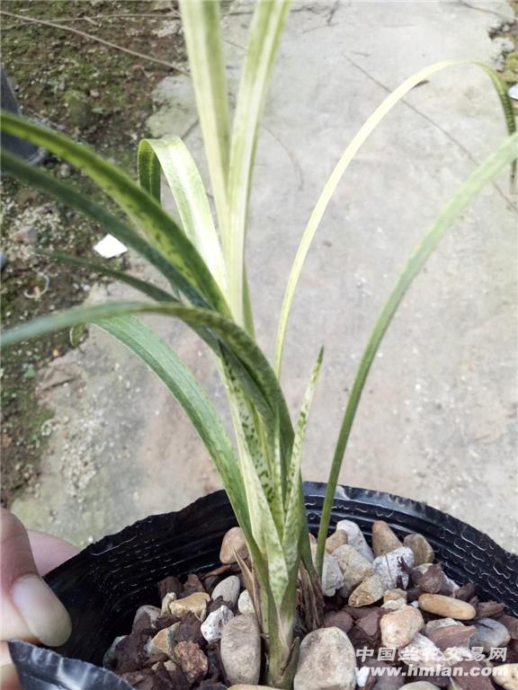 春兰蛇皮斑?勿仔鱼
