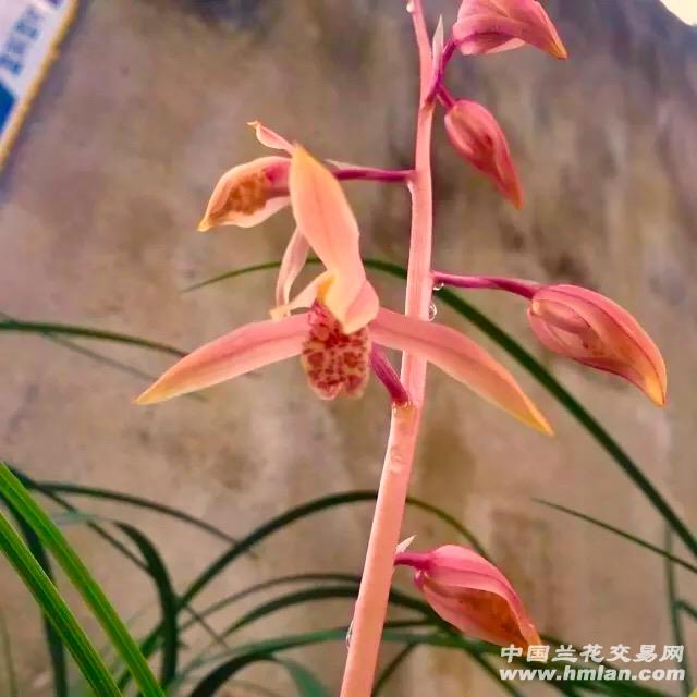 蕙兰黄草红花