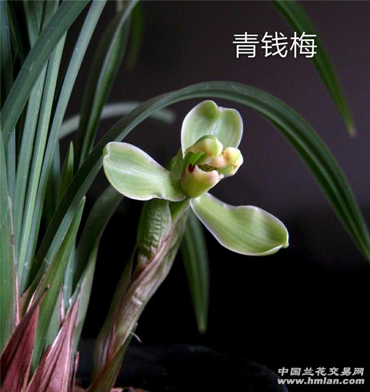 青钱梅3苗1大芽1花苞