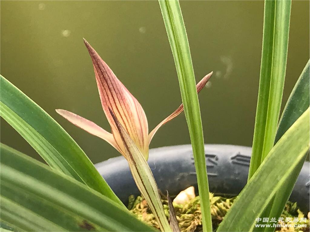 下山春兰刷尾水晶艺原兜龙根红水晶花