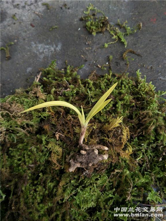 下山春兰龙根幽灵草赌草 - 中国兰花交易网