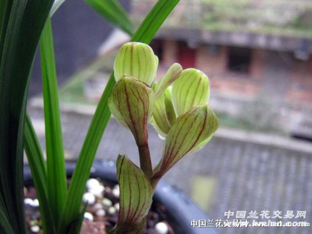 春梅瓣