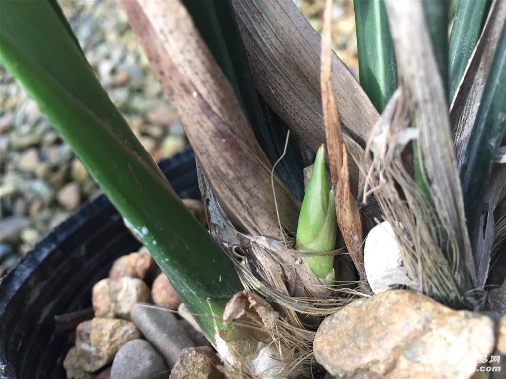 墨兰铭品【企剑白墨】带花苞 浓香型素花 韵达包邮