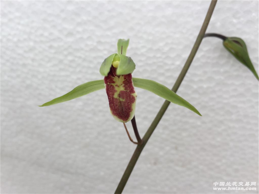阔叶寒兰红舌头