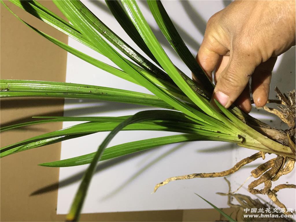 荷瓣草 宽叶子蕙兰头型草带特大花苞