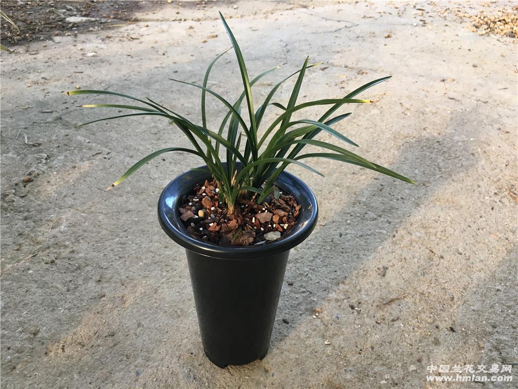 春兰 杨氏素荷 带花出售