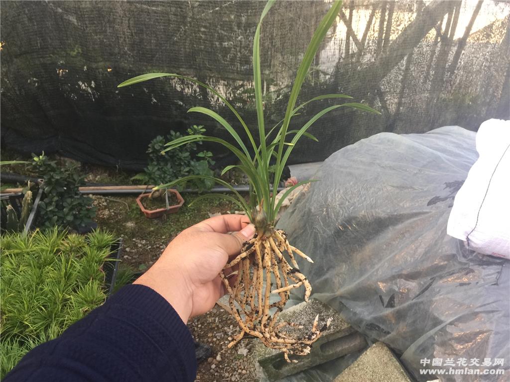 春兰 黄荷奇 3苗2花 根照 - 中国兰花交易网