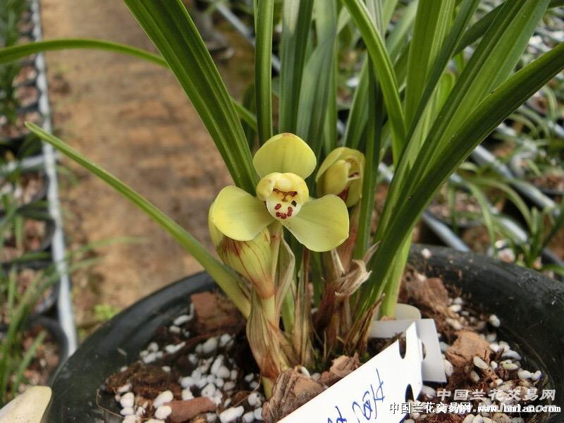 春兰 黄荷梅带花出售