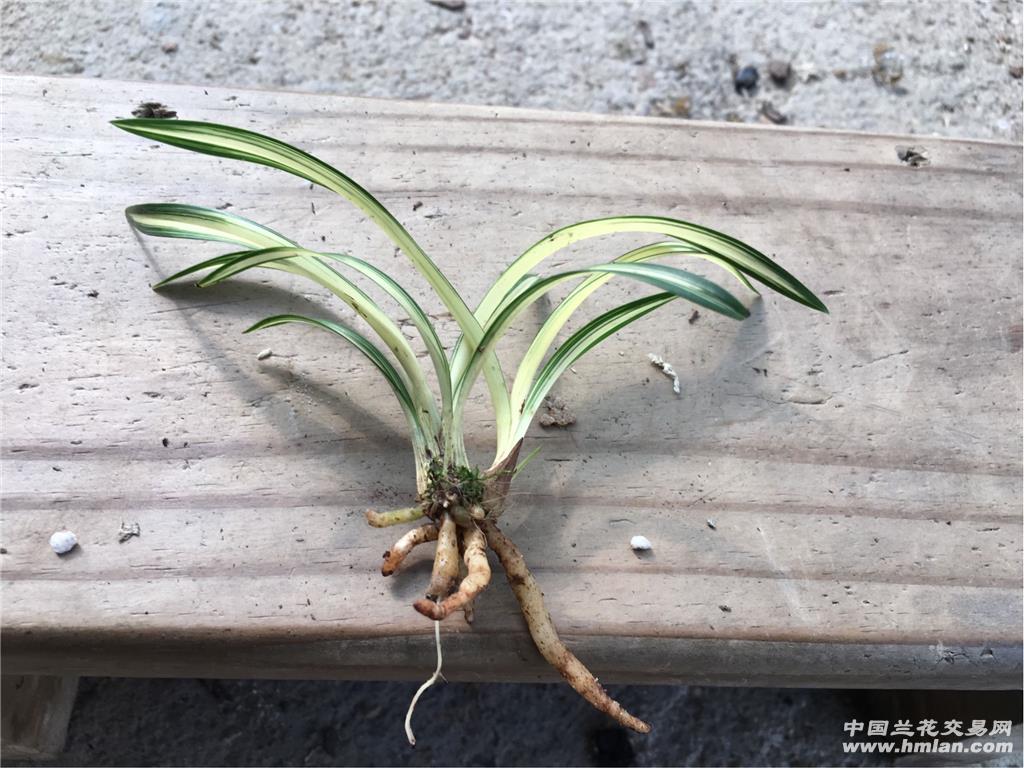春兰 富贵阳光引种苗 - 中国兰花交易网