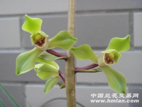 蕙兰 郑孝荷带花出售 - 中国兰花交易网