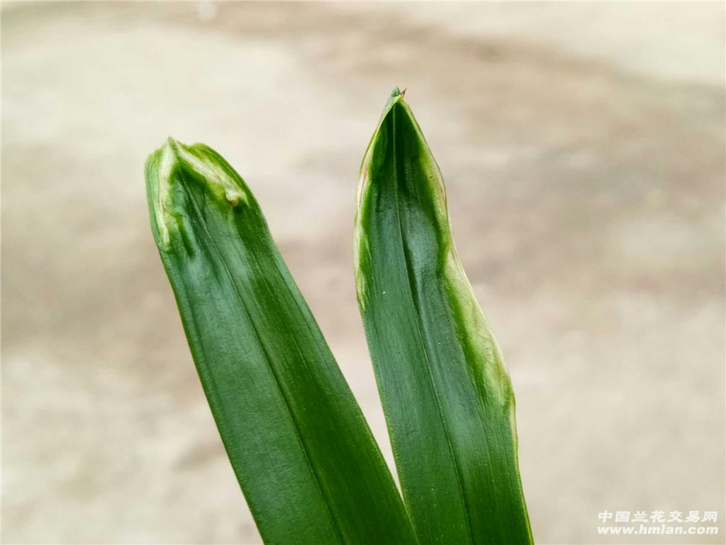 漂亮新品难得一见的鹅头水晶