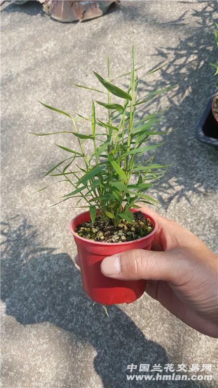 姬翠竹23(3盆)