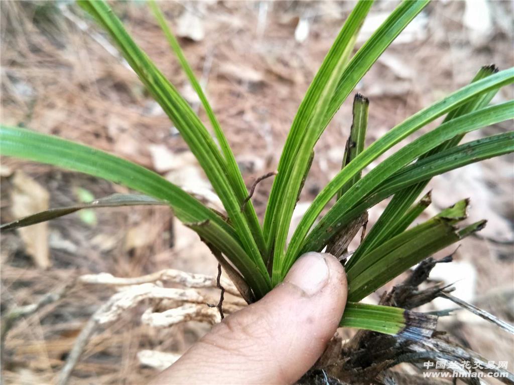 下山蕙兰青花斑