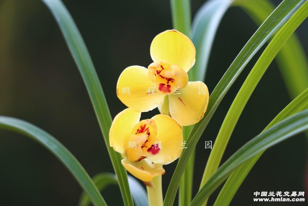 0起拍…精选…【黄荷梅】后垄带现花 - 中国兰花交易网