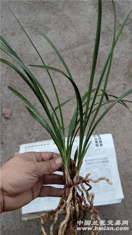 春兰老品种龙字带花