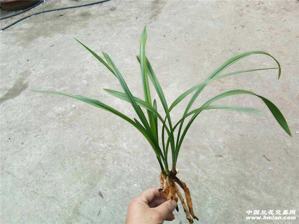 Ʒ컨ɰ꡶ɽɡ3׳ѿǳ