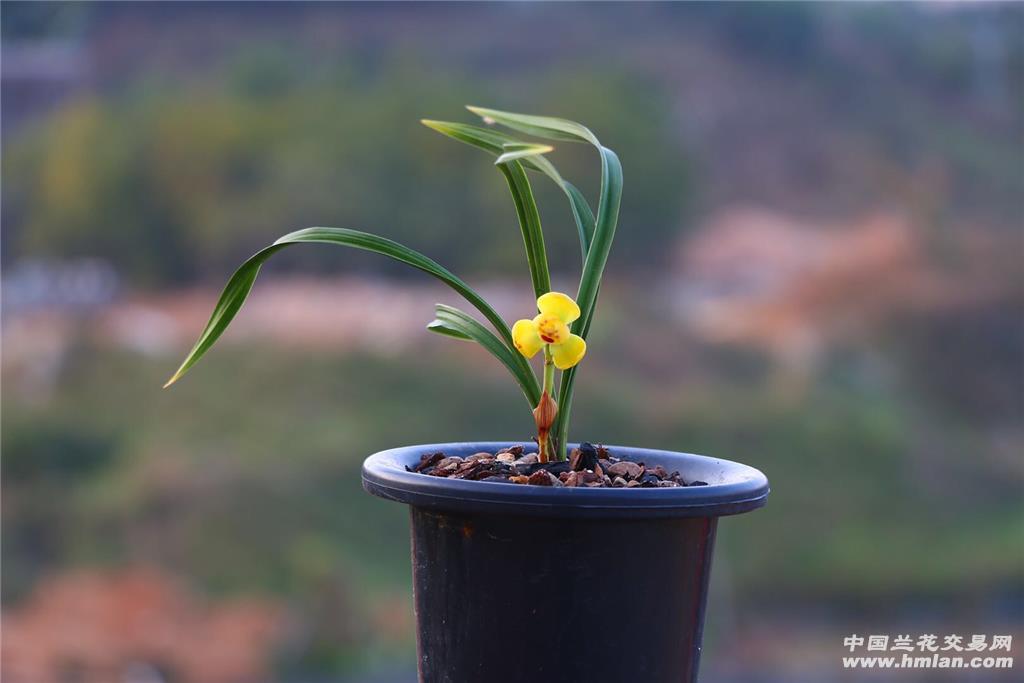 0起拍…精选…【黄荷梅】后垄带现花 - 中国兰花交易网