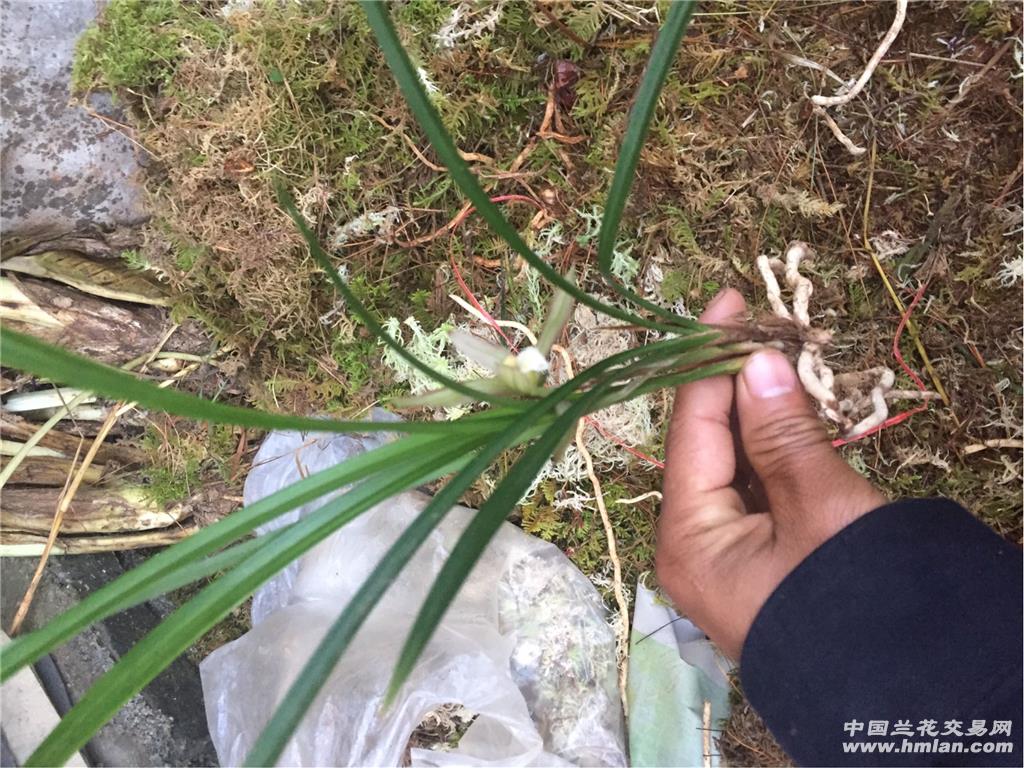 春兰麻壳素两苗带花 - 中国兰花交易网