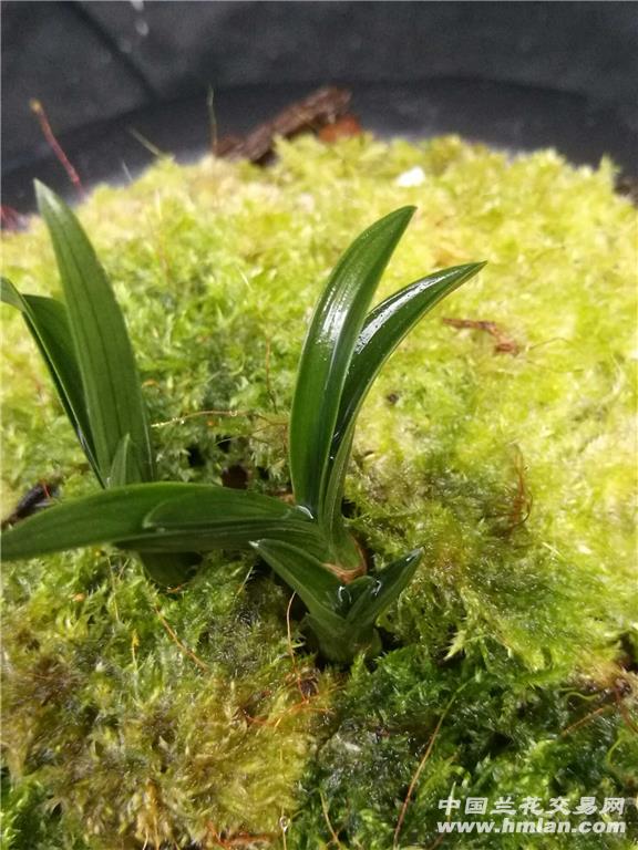 春兰矮种(有训养过)未见花