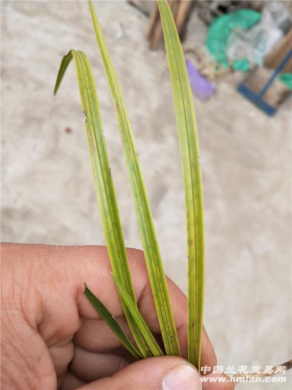 才下山蕙兰青花斑有赌好花可能