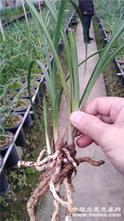蕙兰新种红素2苗1大芽