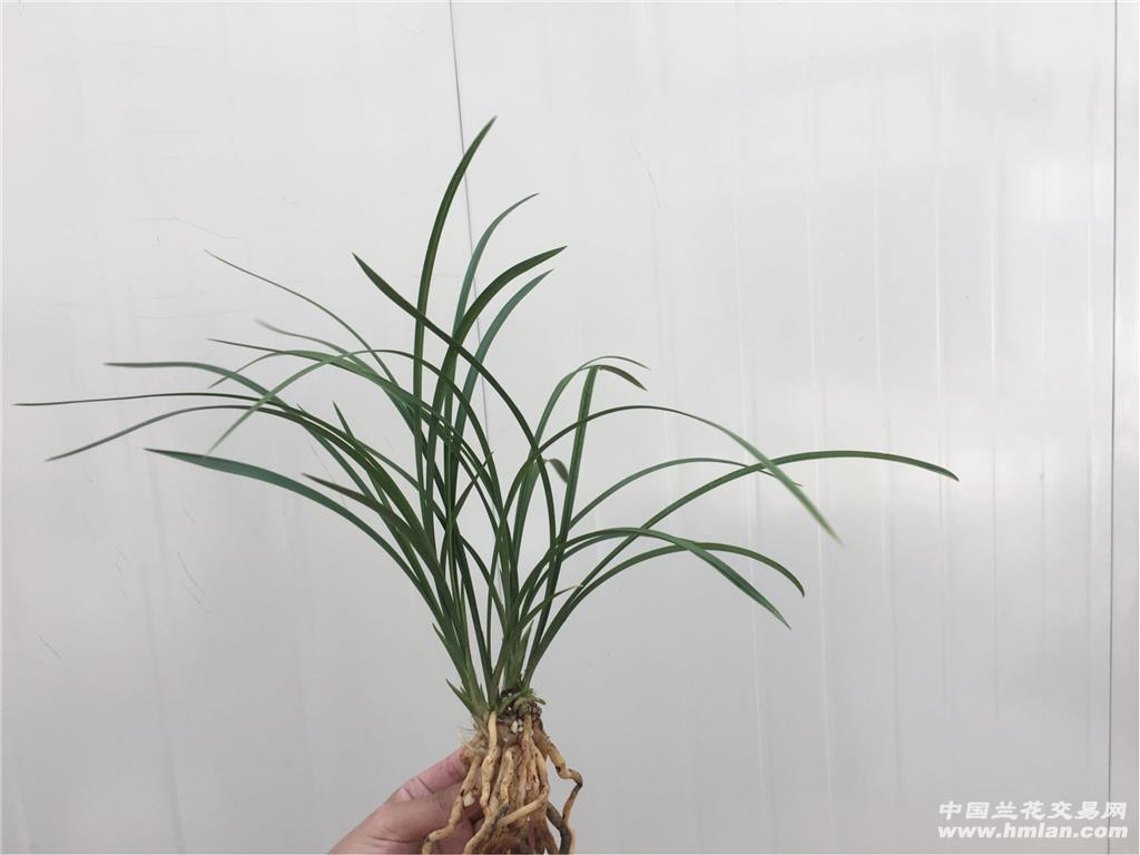 慈恩素 6苗1花2芽 - 中国兰花交易网