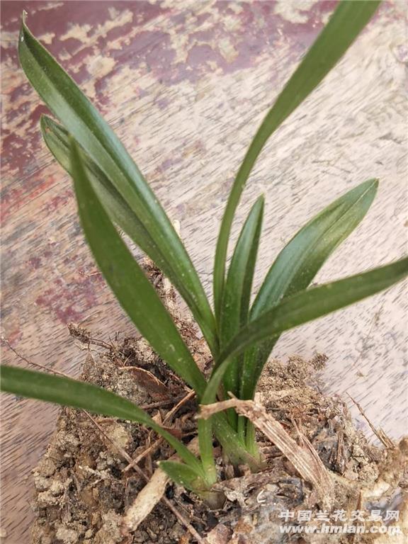 才下山春兰龙根叶型草赌荷形瓣图片