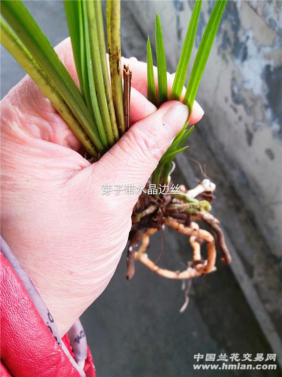 农户收回的一壮苗三芽送春水晶好赌花草