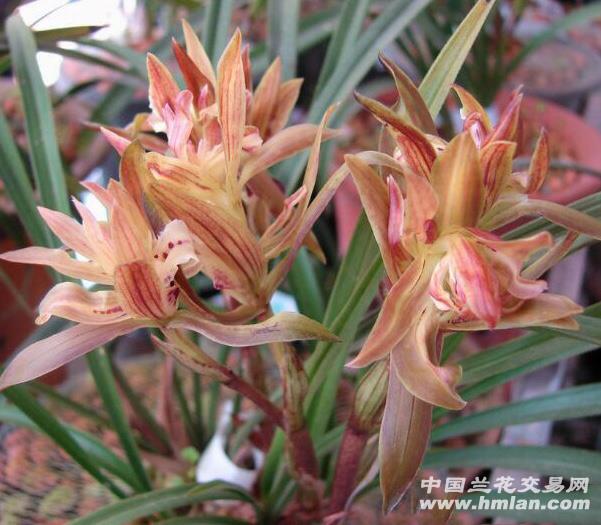 前垄壮苗(红红火火)带2花苞 - 中国兰花交易网