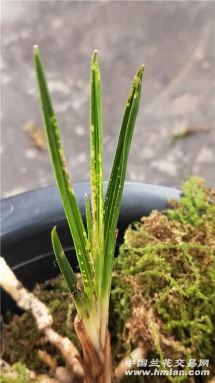 下山蕙兰龙根叶型水晶雪花斑