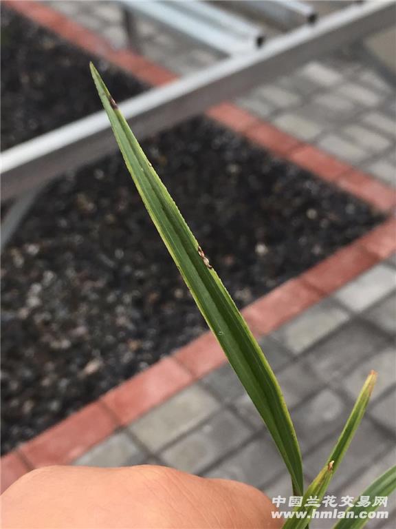 下山蕙兰连苗水晶散斑 品种稳定,可赌好花的品种!