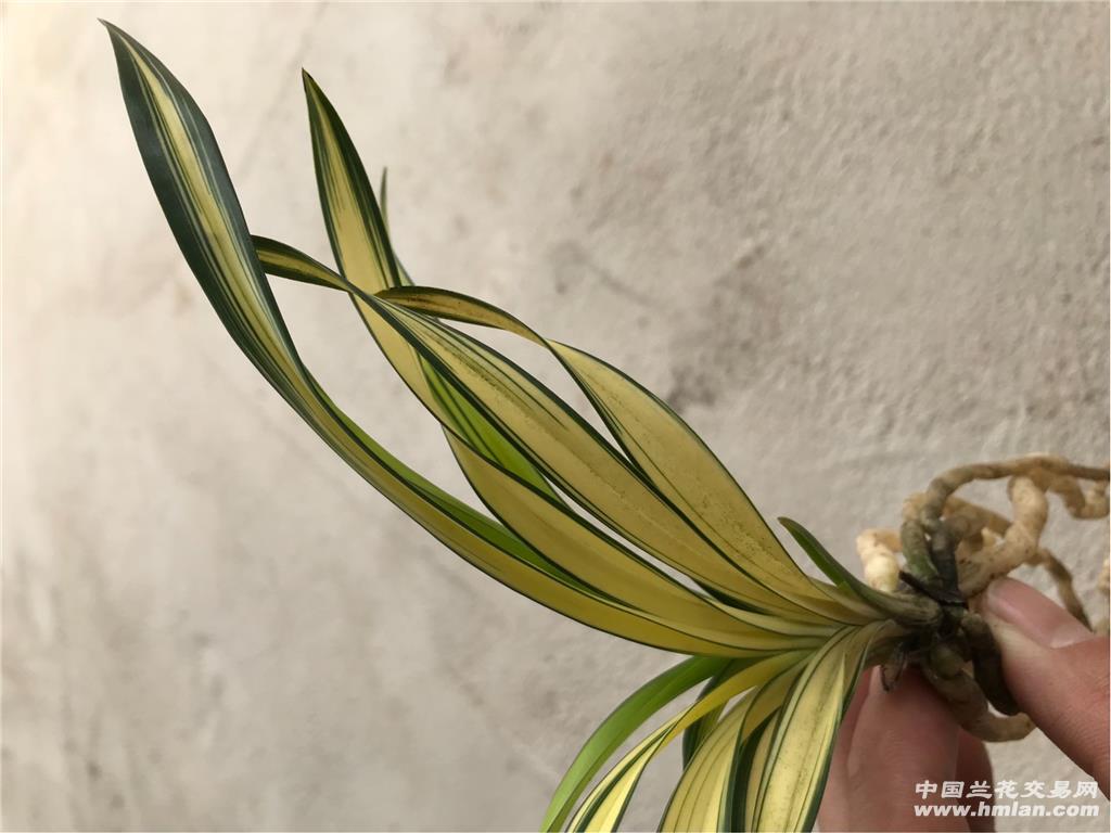 建兰线艺中透吉祥如意 - 中国兰花交易网