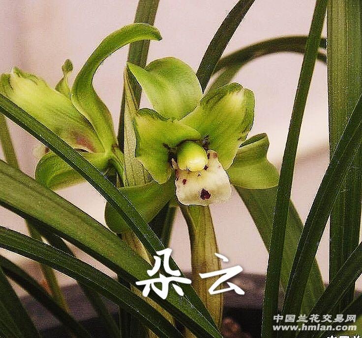带花苞春兰朵云