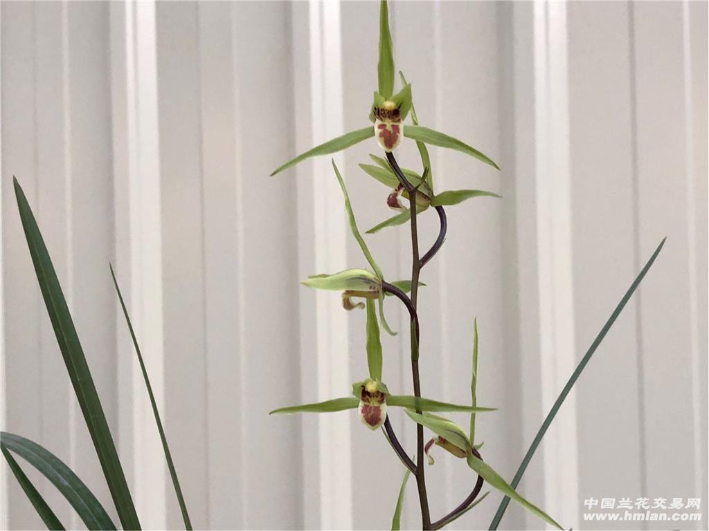 大叶寒兰平肩黄花