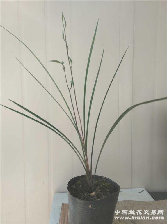 细叶寒兰寒兰带花3苗2花箭