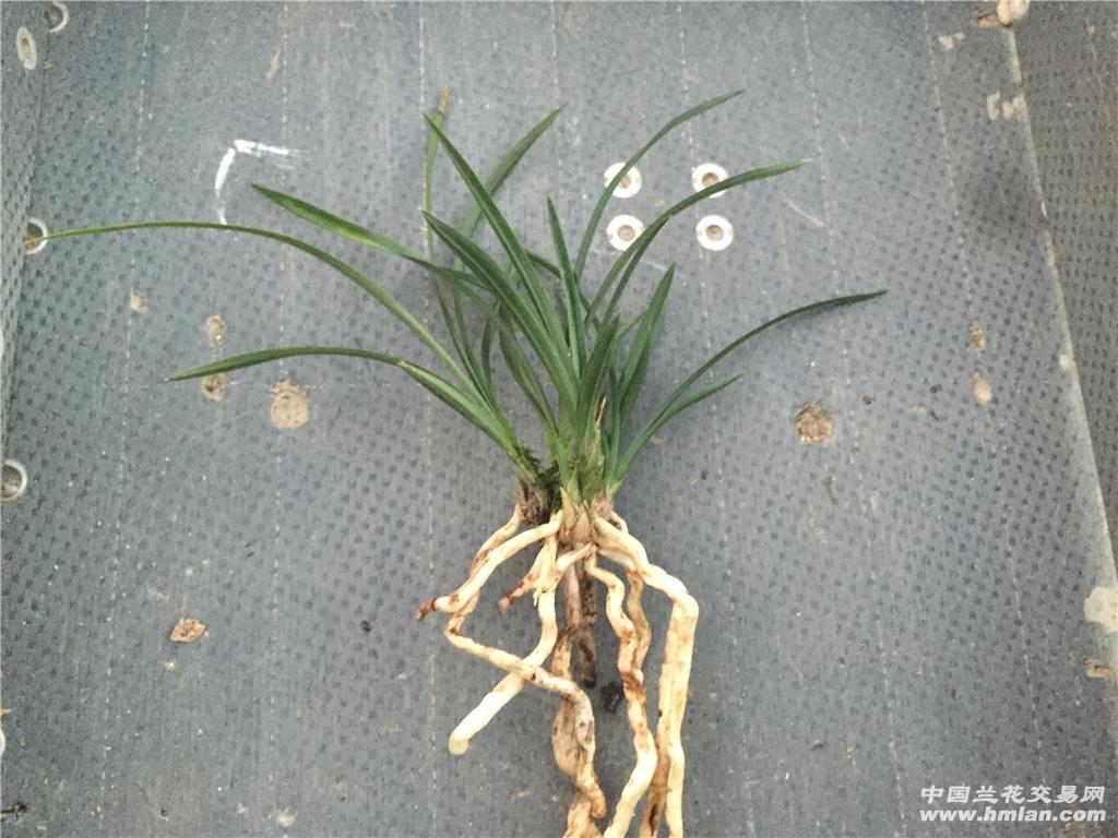 春兰荷瓣 环球荷鼎 4苗1芽1花苞