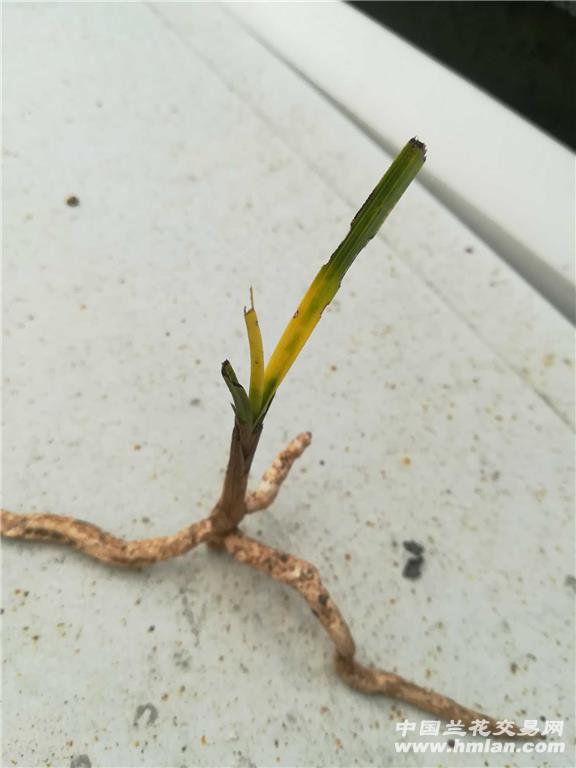 刚下山新品残苗小龙根蕙兰朱金变形草