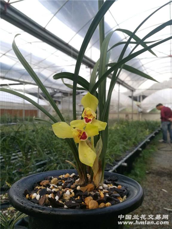 红唇黄荷 中国兰花交易网