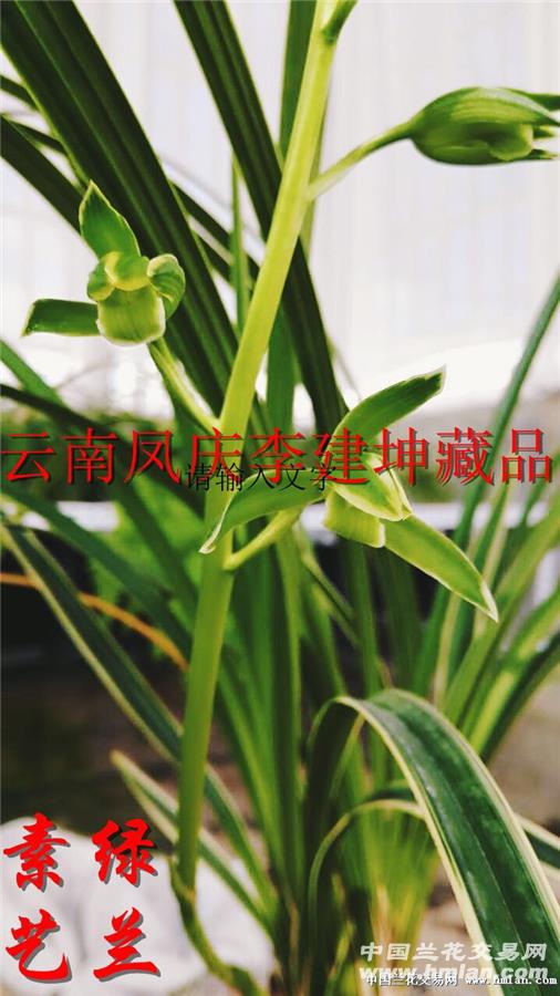 绿兰(送春)传世素艺精品—颜如玉 - 中国兰花交易网