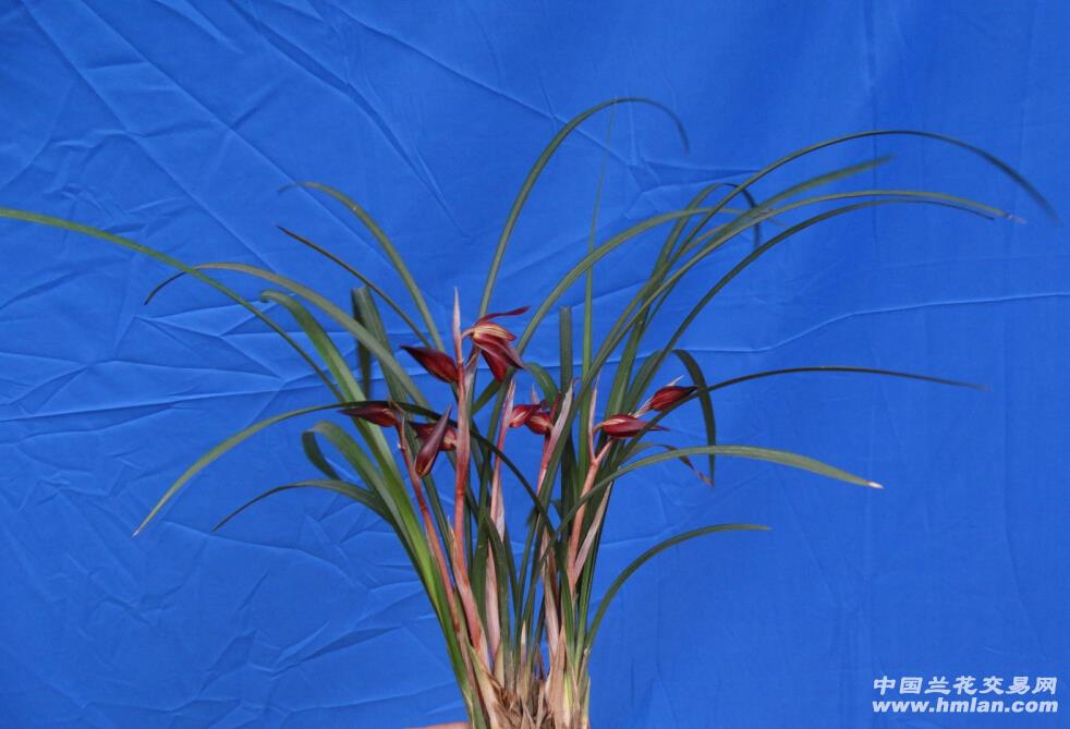 春剑 像东方红一样红的花 四苗草带两件花。