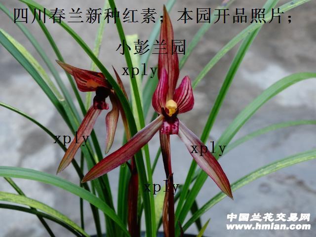 自然栽培本地春兰新种红素;1苗2芽
