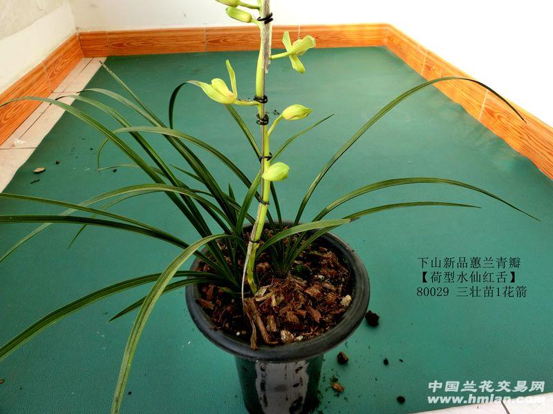 到计时零拍 清幽香.蕙兰青瓣【荷型水仙红舌】